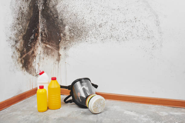 Best Local Mold Removal Service  in Calcium, NY