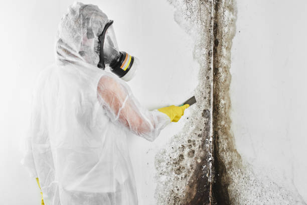 Best Commercial Mold Removal  in Calcium, NY