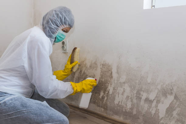 Best Mold Removal Process  in Calcium, NY
