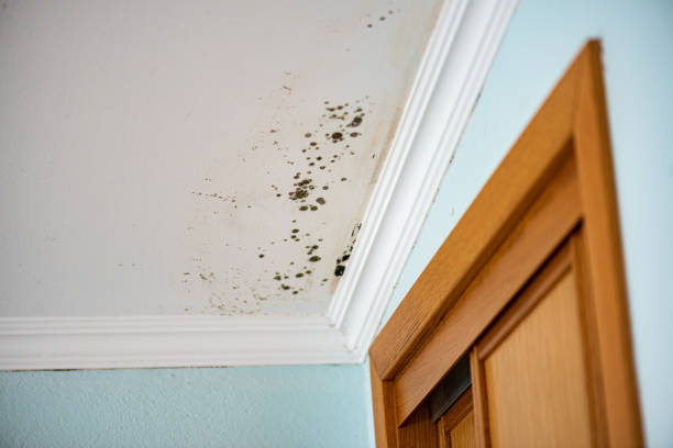 Mold Removal and Inspection in Calcium, NY