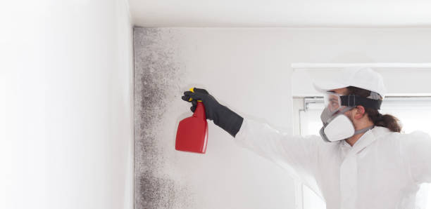 Best Mold Damage Repair  in Calcium, NY