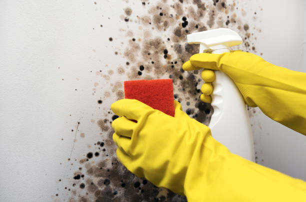 Best Mold Remediation  in Calcium, NY