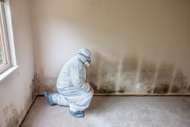 Best Mold Removal Specialists  in Calcium, NY