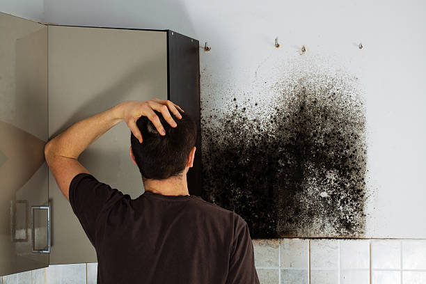 Best Home Mold Removal  in Calcium, NY